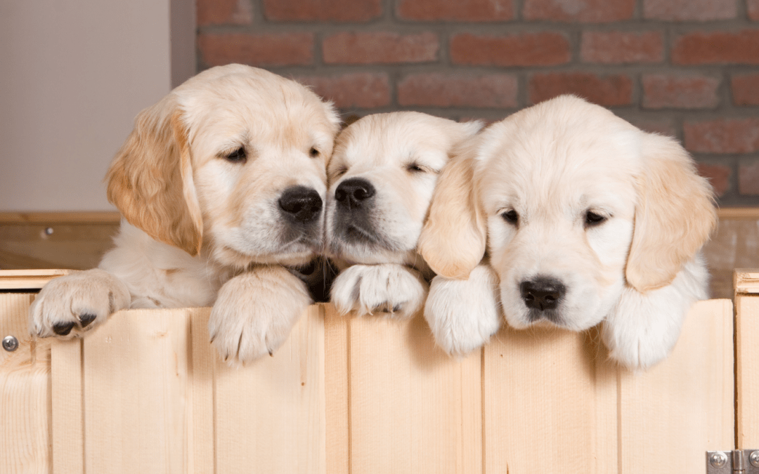 Tips for Raising a Puppy During COVID-19