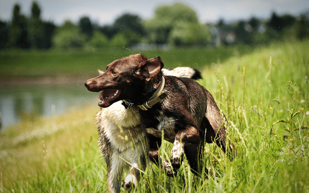 How to Find Ticks on Your Dog