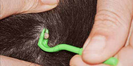 Proper way of removing a tick from your dog's skin.