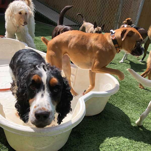 Barking Hound Village Daycare: What to Expect and is Your Dog a Good Fit?