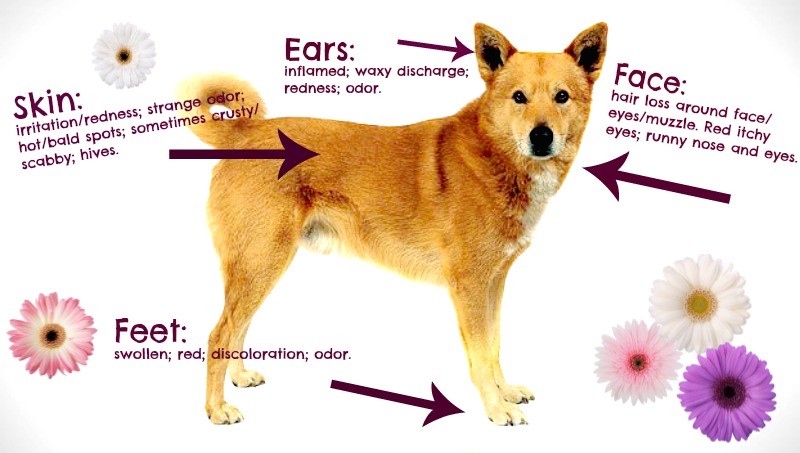 Dog Allergy Symptoms