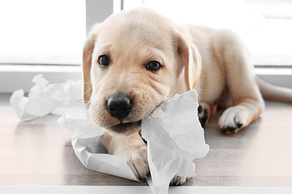 How to Help Your Teething Puppy