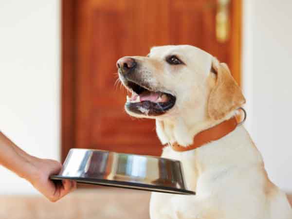 Common Foods Your Dog Can’t Eat