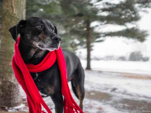 What Temperature Is Too Cold for Dogs?
